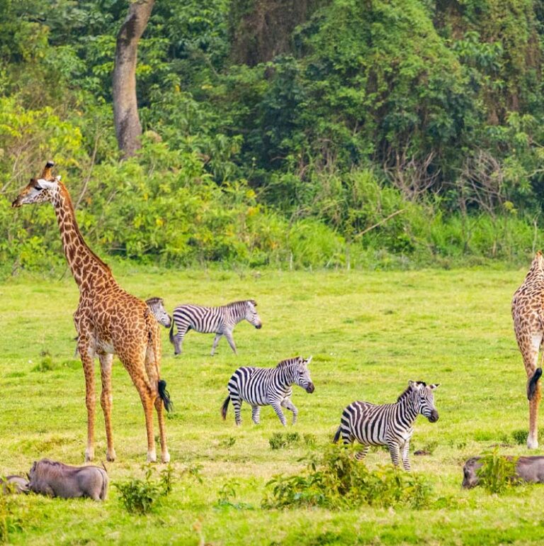 arusha np