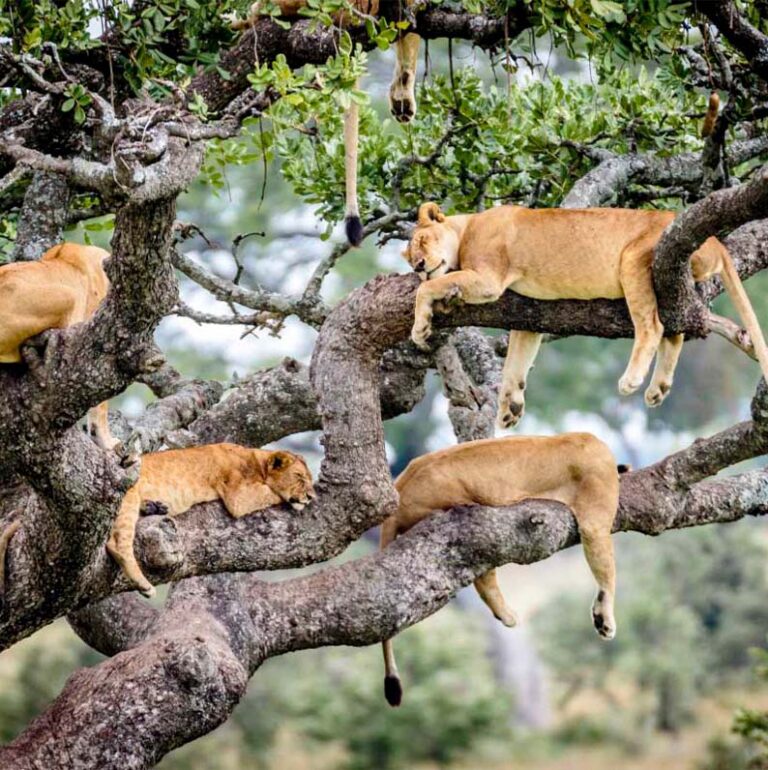 manyara np